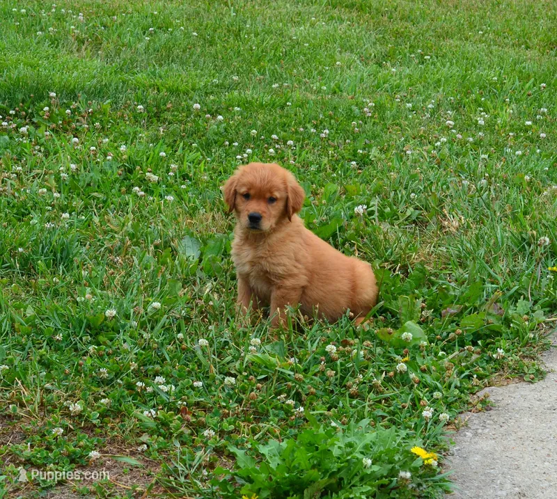 Hunter – Golden Retriever puppy for sale in Olathe, KS