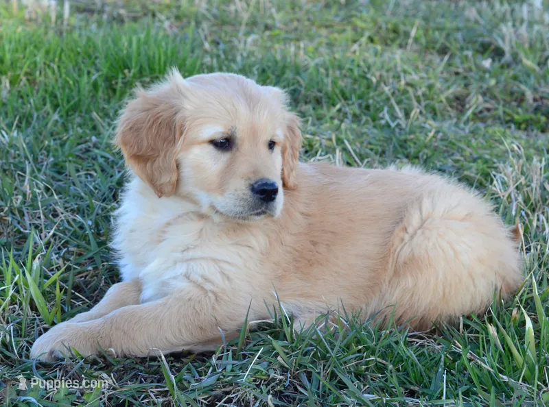AKC AUTUMN – Golden Retriever puppy for sale in Olathe, KS