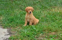AKC CHIEF, a male Golden Retriever for sale in Olathe, KS – 2 of 3