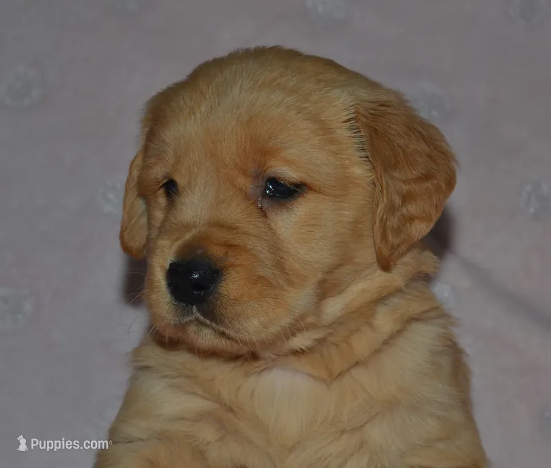 AKC HUNTER – Golden Retriever puppy for sale in Olathe, KS