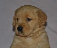 AKC HUNTER, a male Golden Retriever for sale in Olathe, KS – 1 of 4