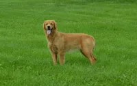 AKC STELLA, a female Golden Retriever for sale in Olathe, KS – 3 of 4