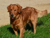 AKC KODIAK, a male Golden Retriever for sale in Olathe, KS – 4 of 4