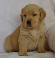 AKC KODIAK, a male Golden Retriever for sale in Olathe, KS – Photo 3 of 3