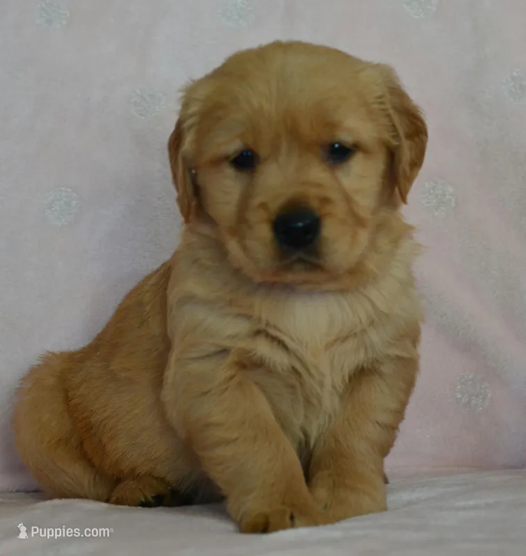 AKC KODIAK – Golden Retriever puppy for sale in Olathe, KS