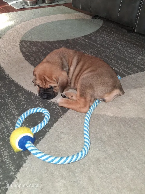 Remi's litter – Cane Corso puppy for sale in Horse Cave, KY