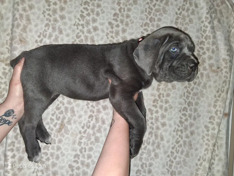 Remi's litter – Cane Corso puppy for sale in Horse Cave, KY