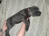 Remi's litter, a female Cane Corso for sale in Horse Cave, KY – Photo 6 of 6