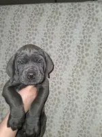 Remi's litter, a female Cane Corso for sale in Horse Cave, KY – Photo 5 of 6