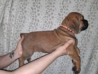 Remi's litter, a female Cane Corso for sale in Horse Cave, KY – Photo 2 of 6