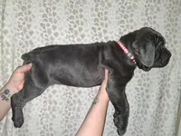 Remi's litter, a female Cane Corso for sale in Horse Cave, KY – Photo 1 of 6