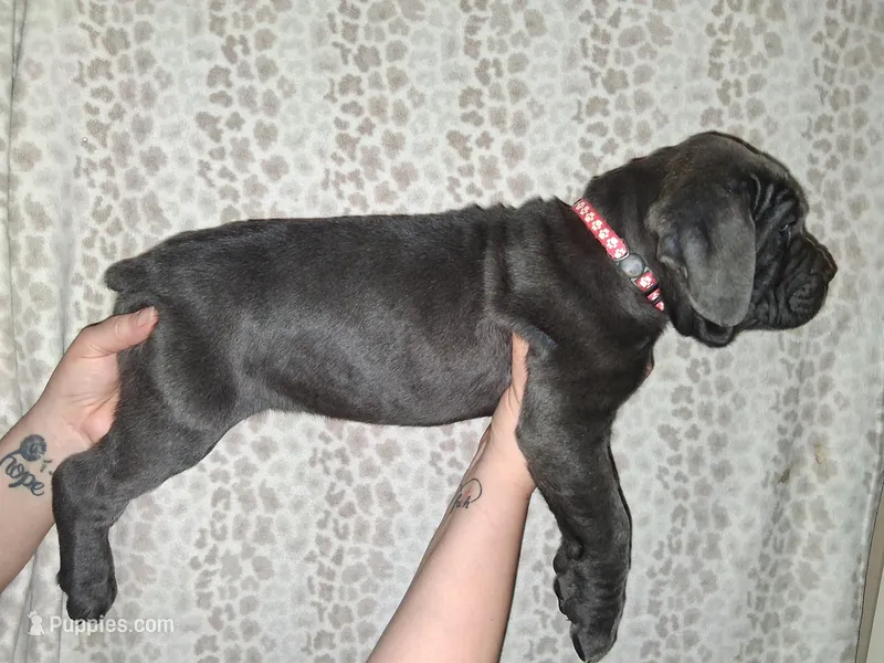 Remi's litter, a female Cane Corso for sale in Horse Cave, KY – Photo 1 of 1