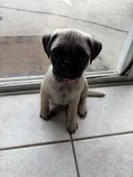 Fawn boy 1 , a male Pug for sale in Palm Bay, FL – 1 of 4