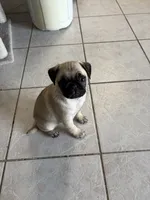 Fawn boy 1 , a male Pug for sale in Palm Bay, FL – 3 of 4
