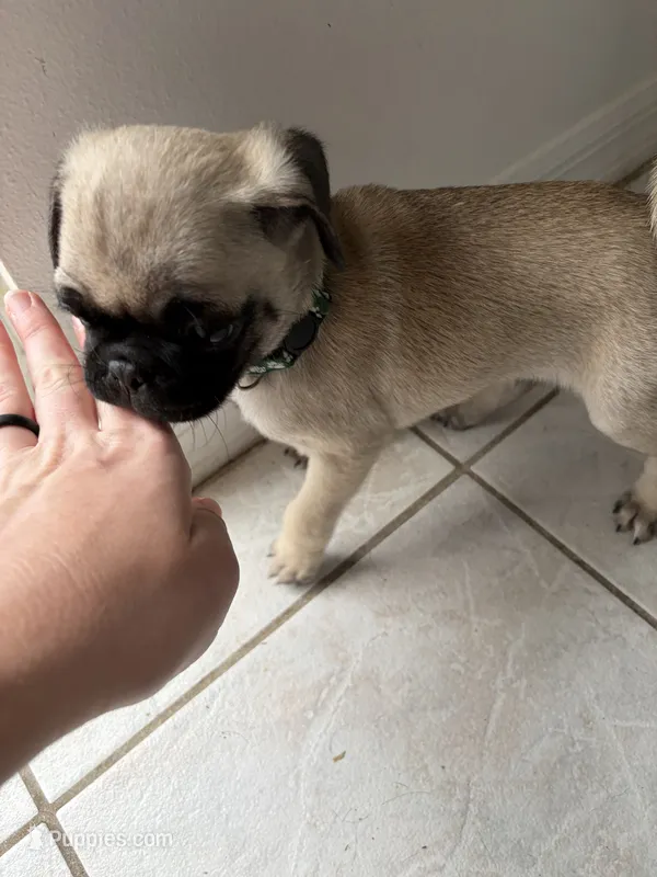 Fawn boy 2  – Pug puppy for sale in Palm Bay, FL