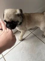 Fawn boy 2 , a male Pug for sale in Palm Bay, FL – 1 of 1