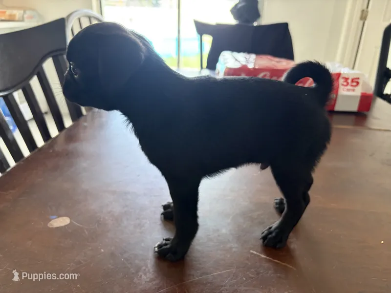 Black male  – Pug puppy on hold in Palm Bay, FL