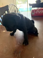 Black male , a male Pug for sale in Palm Bay, FL – 2 of 2
