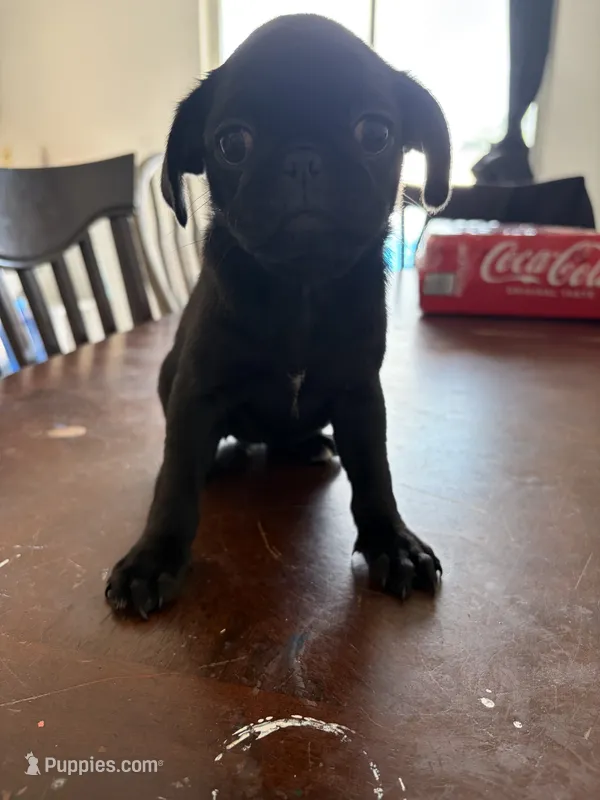 Female black   – Pug puppy for sale in Palm Bay, FL