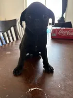 Female black  , a female Pug for sale in Palm Bay, FL – 1 of 2