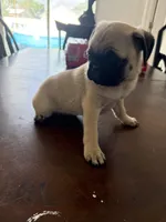 Fawn girl , a female Pug for sale in Palm Bay, FL – 2 of 3