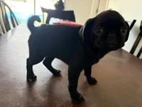 Female black  , a female Pug for sale in Palm Bay, FL – 2 of 2