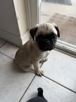 Fawn boy 1 , a male Pug for sale in Palm Bay, FL – 4 of 4