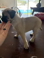 Fawn girl , a female Pug for sale in Palm Bay, FL – 3 of 3