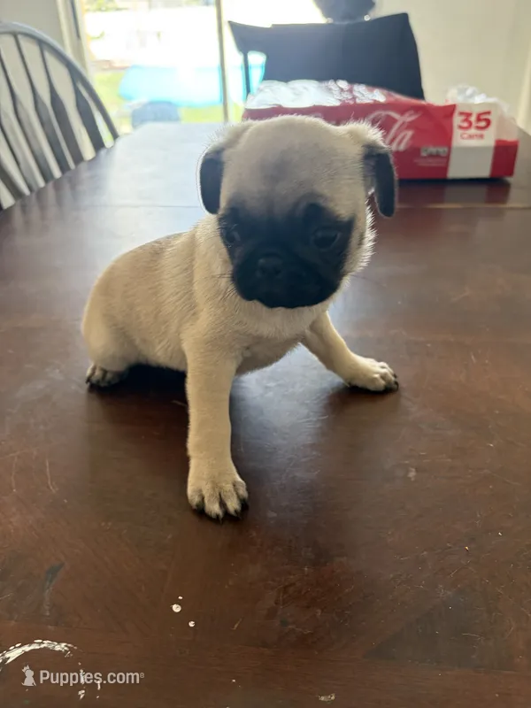 Fawn girl  – Pug puppy on hold in Palm Bay, FL