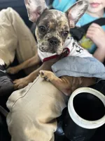 Baddie , a female French Bulldog for sale in Athens, TN – 4 of 8