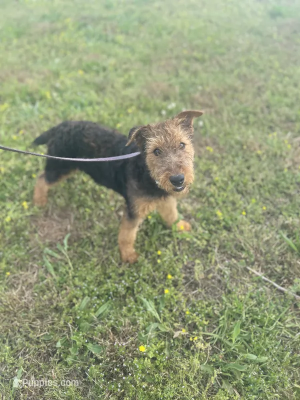 Girlie – Airedale Terrier puppy for sale in Athens, TN