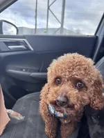 Freddy, a male Cavapoo for sale in Athens, TN – Photo 2 of 3