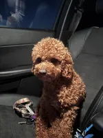 Freddy, a male Cavapoo for sale in Athens, TN – Photo 1 of 3