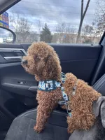 Freddy, a male Cavapoo for sale in Athens, TN – Photo 3 of 3