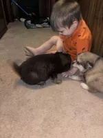 Pending Keion, a male Pomsky for sale in Athens, TN – Photo 3 of 10