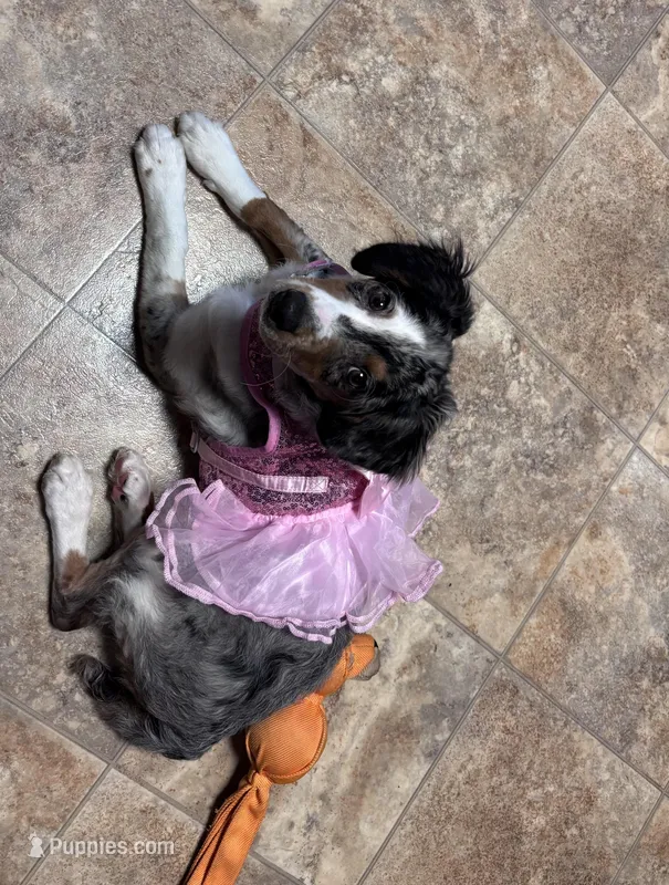 Annabelle, a female Aussiedoodle for sale in Athens, TN – Photo 1 of 3