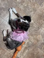 Annabelle, a female Aussiedoodle for sale in Athens, TN – Photo 1 of 3