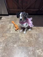 Annabelle, a female Aussiedoodle for sale in Athens, TN – Photo 2 of 3