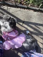 Annabelle, a female Aussiedoodle for sale in Athens, TN – Photo 3 of 3