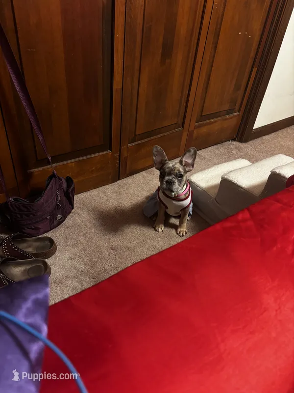 Baddie – French Bulldog puppy for sale in Athens, TN