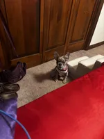 Baddie, a female French Bulldog for sale in Athens, TN – 1 of 3