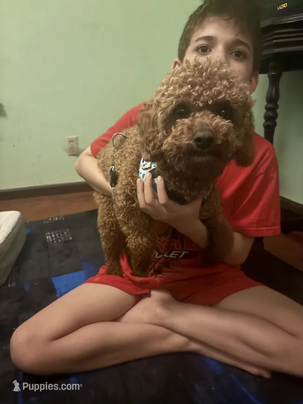 Freddy, a male Cavapoo for sale in Athens, TN – Photo 1 of 1