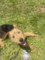 Girlie, a female Airedale Terrier for sale in Athens, TN – 2 of 4