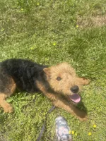 Girlie, a female Airedale Terrier for sale in Athens, TN – 3 of 4