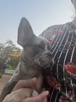 Baddie , a female French Bulldog for sale in Athens, TN – 3 of 8