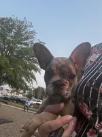 Baddie , a female French Bulldog for sale in Athens, TN – 5 of 8