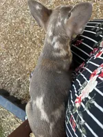 Baddie , a female French Bulldog for sale in Athens, TN – 8 of 8