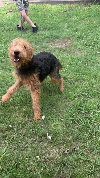 Akc Girlie pending , a female Airedale Terrier for sale in Athens, TN – 5 of 5