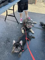 Akc fluffy carrier chocolate, a female French Bulldog for sale in Athens, TN – Photo 5 of 5