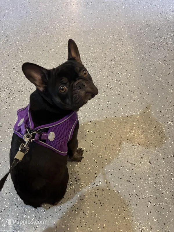 Akc fluffy carrier chocolate